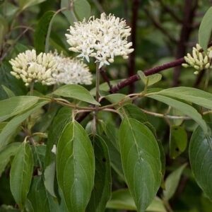 Swamp dogwood white flower against green leaves.