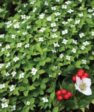 Bunchberry shrub covered in white blooms