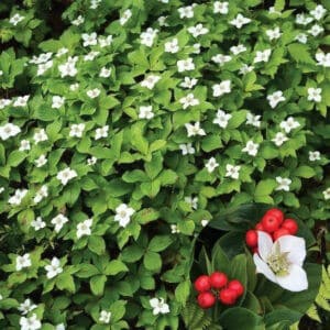 Bunchberry shrub covered in white blooms