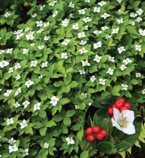 Bunchberry shrub covered in white blooms
