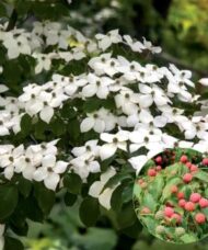 Chinese kousa dogwood blooms on the branch