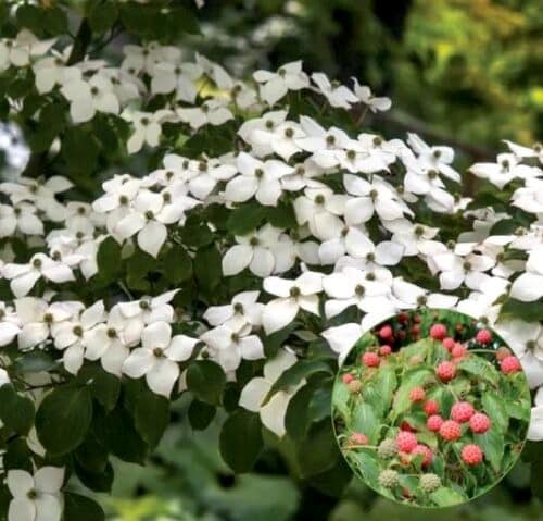 Chinese kousa dogwood blooms on the branch