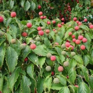 with an inset of kousa fruits that are hard round and shades of green