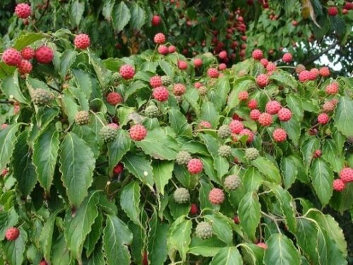 Chinese kousa dogwood | Cornus kousa var. chinensis fruit with an inset of kousa fruits that are hard round and shades of green