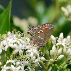 Grey dogwood with hairstreak butterfly.