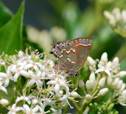 Grey dogwood with hairstreak butterfly.