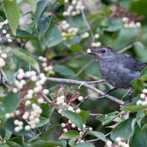 Grey dogwood with berries and a bird.