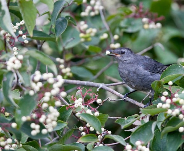 Grey dogwood with berries and a bird.