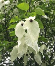 Dove tree handkerchief-like flowers.