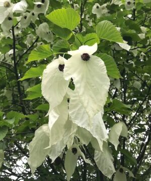Dove tree handkerchief-like flowers.