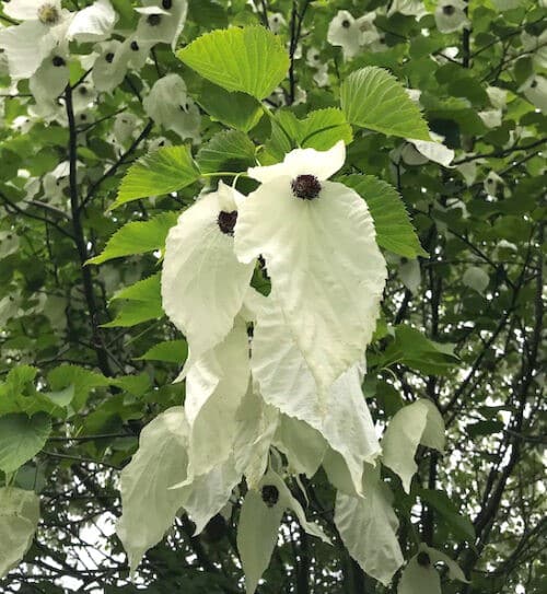 Dove tree handkerchief-like flowers.