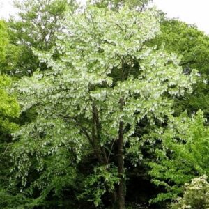 Dove tree flowers covering a davidia involucrata.