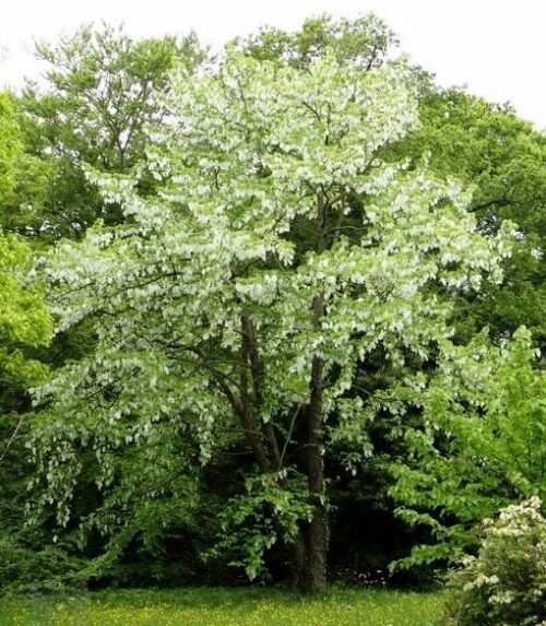 Dove tree | Davidia involucrata flowers Dove tree flowers covering a davidia involucrata.