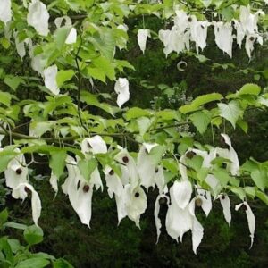 Pocket handkerchief tree branches full of white handkerchief flowers.