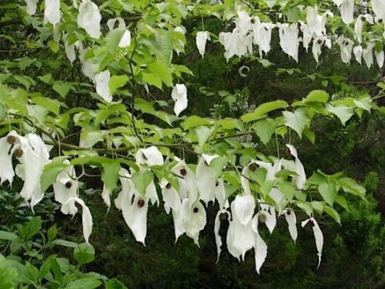 Pocket handkerchief tree | Dove tree Pocket handkerchief tree branches full of white handkerchief flowers.
