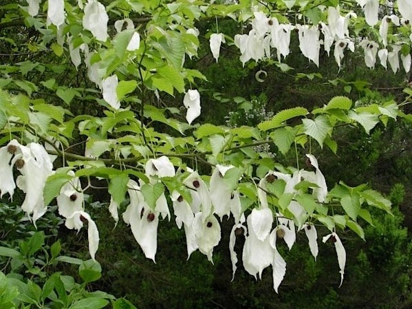 Pocket handkerchief tree branches full of white handkerchief flowers.