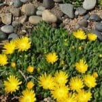 Hardy yellow ice plant with bright yellow blooms