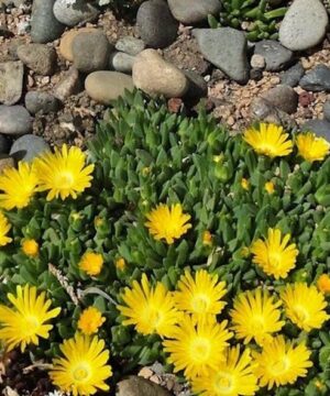 Hardy yellow ice plant with bright yellow blooms