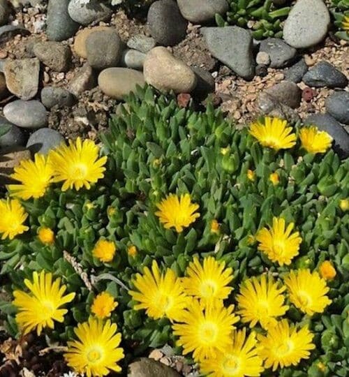 Hardy yellow ice plant with bright yellow blooms