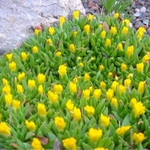 Hardy yellow ice plant flowers of  bright yellow.