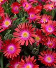 Delosperma jewel of desert garnet flowers in bright garnet.