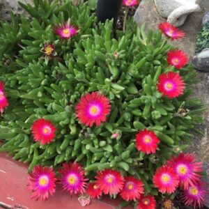 Delosperma jewel of desert garnet groundcover with garnet flowers.