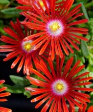 Red ice plant flowers.