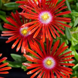 Red ice plant flowers.
