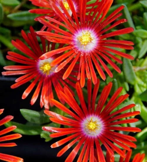 Red ice plant flowers.