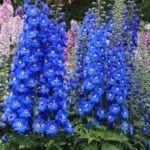 Blue Delphinium plant with tall spires of cobalt blue flowers with white centers.