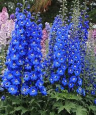 Blue Delphinium plant with tall spires of cobalt blue flowers with white centers.
