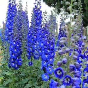 Blue delphinium habit with spikes of blue and white flowers and low green foliage.