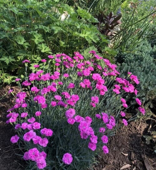 Pink cheddar pinks clump of flowers in a border.