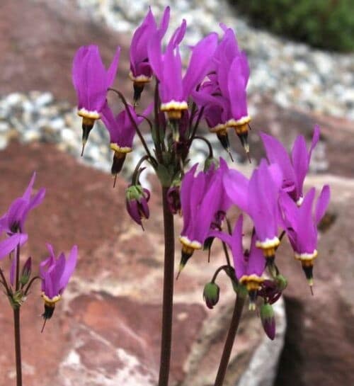 Dodecatheon meadia clusters of bright pink drooping flowers.