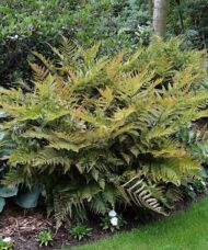 Autumn fern plant with cascading habit