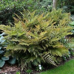 Autumn fern plant with cascading habit