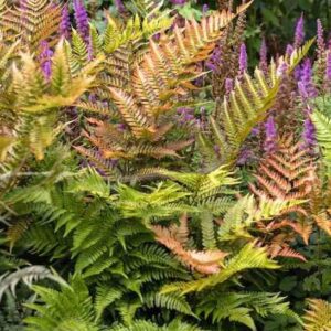 in a woodlands border.