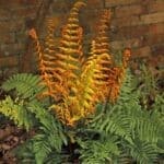 Alpine wood fern with new golden leaves.