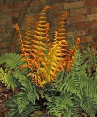 Alpine wood fern with new golden leaves.