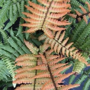 Alpine wood fern  golden leaves.