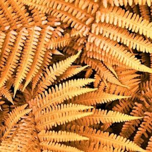 Jurassic Gold Wallich's Wood Fern young leaves of orange gold against older green leaves.