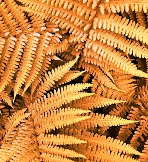 Jurassic Gold Wallich's Wood Fern | Alpine wood fern Jurassic Gold Wallich's Wood Fern young leaves of orange gold against older green leaves.