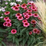 Coral craze echinacea planting with green foliage and flowers of dark and medium coral.