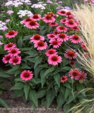 Coral craze echinacea planting with green foliage and flowers of dark and medium coral.