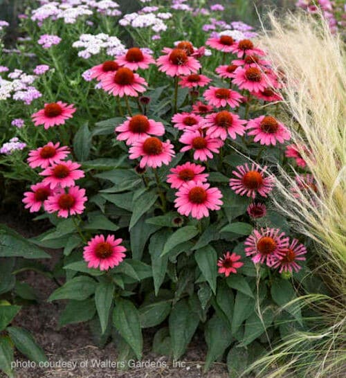 Coral craze echinacea planting with green foliage and flowers of dark and medium coral.