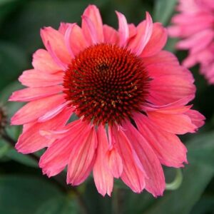 Coral craze echinacea flower of dark and medium coral.