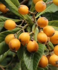 Loquat fruits in abundance on a branch surrounded by long green leaves.