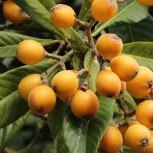 Loquat fruits in abundance on a branch surrounded by long green leaves.