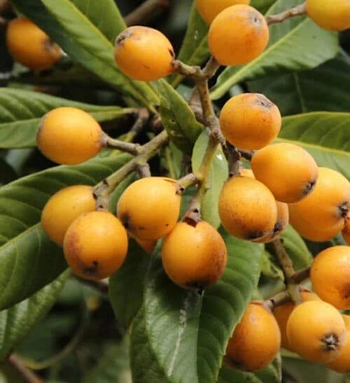 Loquat fruits in abundance on a branch surrounded by long green leaves.
