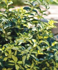Euonymus fortunei summer runner creeper variegated foliage.